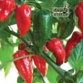 High quality Naga Bombay Chili Seeds 30 pcs - Green.