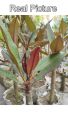 Red kathgolap/Plumeria flower plant outdoor plant 10-15 inch long plant with soil 1 piece.