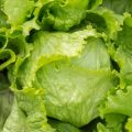 Ice berg lettuce F1 seeds hybrid. 