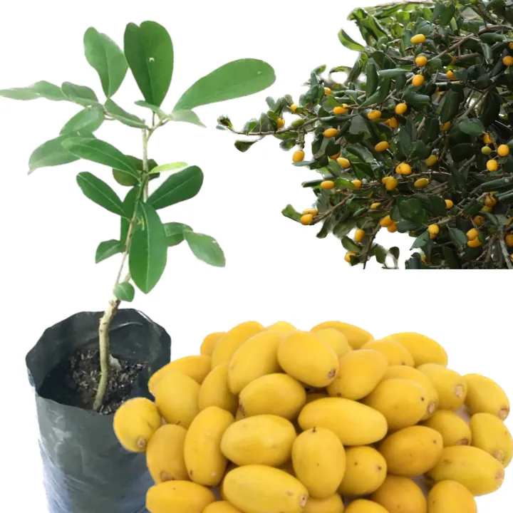 Palu%20grafted%20plant%20badda%20palu%20pala%20-%20Image%202