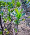 (Baro mashi kathal gach) - All Season Jackfruit Tree Shah Agro Farm Garden Plants. 