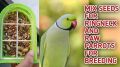 Mix Feed And Seeds for Ringneck , Raw Parrot And Big Birds 1 KG. 