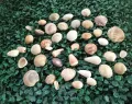 Different sizes sea shells for crafts. 