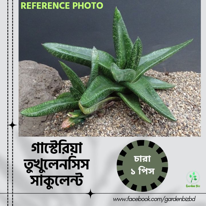 Rare Succulent Gasteria Tukhelensis Seedlings- 1Pc