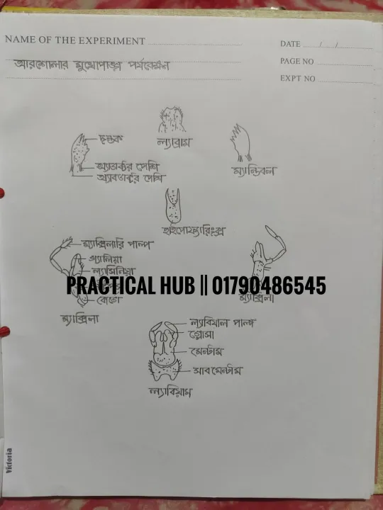 Hsc%202025%20Biology%202nd%20Paper%20Full%20Complete%20Practical%20Notebook%20-%20Image%205