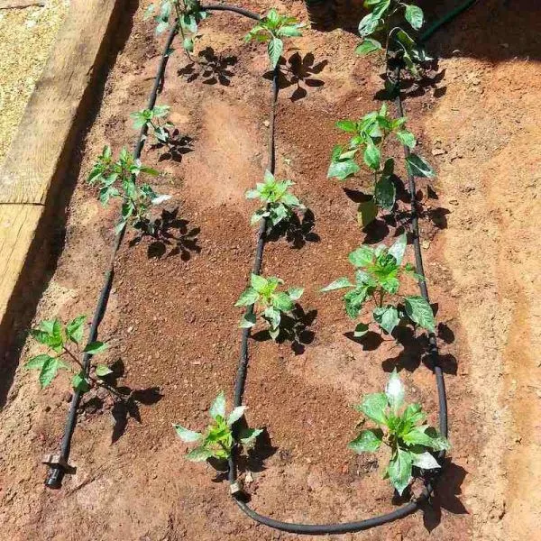 Drip%20Irrigation%20Thopa%20Sichai%20Pipe%2016%20mm%20,%20300%20Meter%20Roll%2050%20cm%20Drip%20Distance%20Round%20Shape%20-%20Image%202