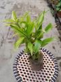 2 piece LuckyBamboo stick / variegated lucky bamboo stick / Green lucky bamboo / Real indoor plant/ Best indoor plant lucky bamboo.