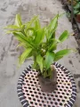 2 piece LuckyBamboo stick / variegated lucky bamboo stick / Green lucky bamboo / Real indoor plant/ Best indoor plant lucky bamboo. 