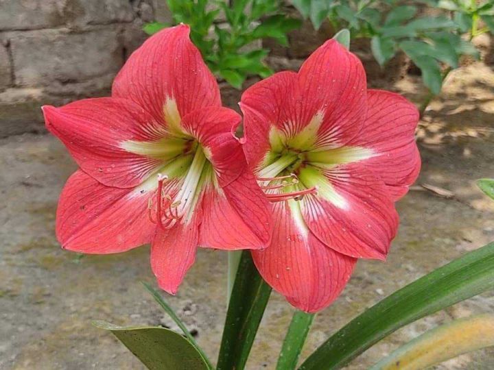 Amerlilas lily red singel petal 1 live blub