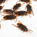 5-50Pcs Special Lifelike Model Simulation Fake Cock Cockroach Roach Bug Roaches Toy Prank Funny Trick Joke Simulation Toy.