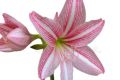 Amaryllis Plants/ Jersey Lilies/ Flowering plants. 