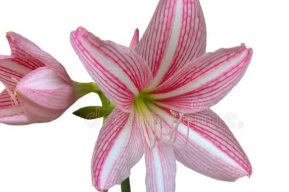 Amaryllis%20Plants/%20Jersey%20Lilies/%20Flowering%20plants%20-%20Image%202