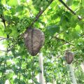 1-5PCS Hanging Wasp Nest Decoy Outdoor Waterproof Fake Wasp Nest Decoy Nest Decoy Hornets Plastic Insects Paper Drive Beehive. 