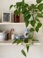 Golden leaf pothos money plant  indoor and outdoor plant 1 pcs. 
