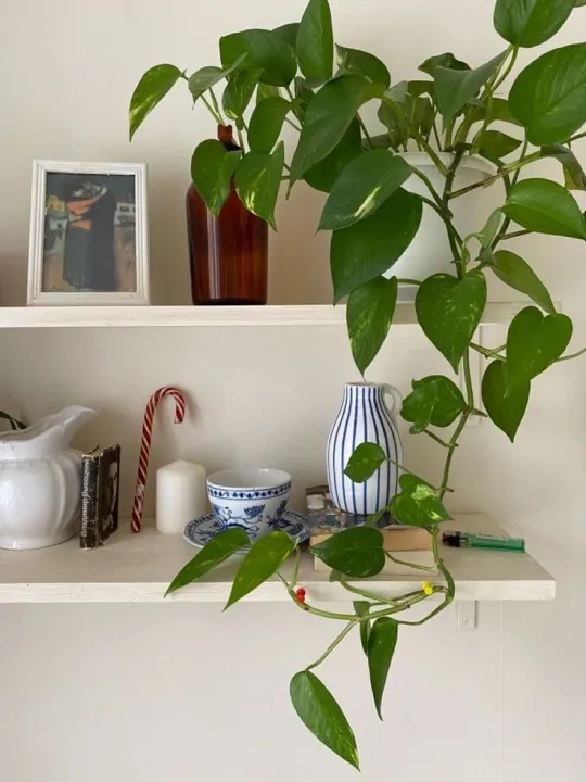 Golden%20leaf%20pothos%20money%20plant%20%20indoor%20and%20outdoor%20plant%201%20pcs%20-%20Image%202