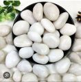 White stone premium quality big size for aquarium 500 gram. 
