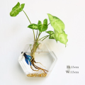 Hanging Glass Terrarium - Semi-Circular Hydro Planter for Wall Decor, Fish Tank & Plant Display home decoration item.