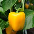 F1 hybrid Shimla mirch / capsicum/ bell peppers seeds in red , green , yellow and purple. 