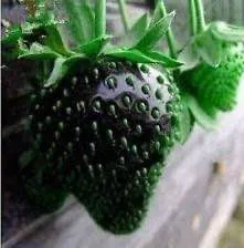 IMPORTED%20Black%20Strawberry%20Seeds%20-30pcs%20-%20Image%203