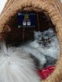 Cat house for persian and deshi cat(large size cat home). 