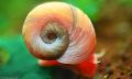 12 live Ramshorn snails for aquarium decoration and cleaning. 