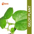 Giloy live Plants are beautiful leaves bell plants 15 inches bell plants with leaves. 