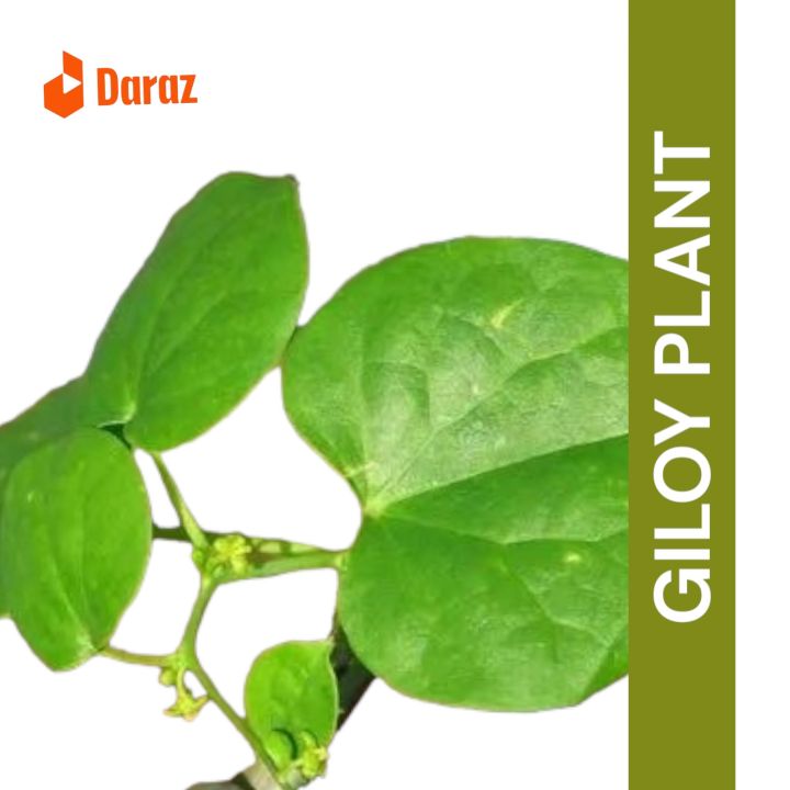 Giloy%20live%20Plants%20are%20beautiful%20leaves%20bell%20plants%2015%20inches%20bell%20plants%20with%20leaves%20-%20Image%204