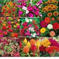 Pack of 10 summer seasonal random flower seeds for colourful roses plants for garden making. 