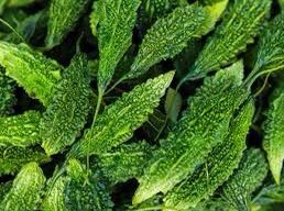 Long%20Bitter%20Gourd%20seed%20(%20%E0%A6%95%E0%A6%B0%E0%A7%8B%E0%A6%B2%E0%A6%BE%20)%20-%2015+seed%20-%20Image%202