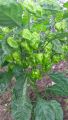 Nai miris / scotch bonnet darkgreen (seeds100). 