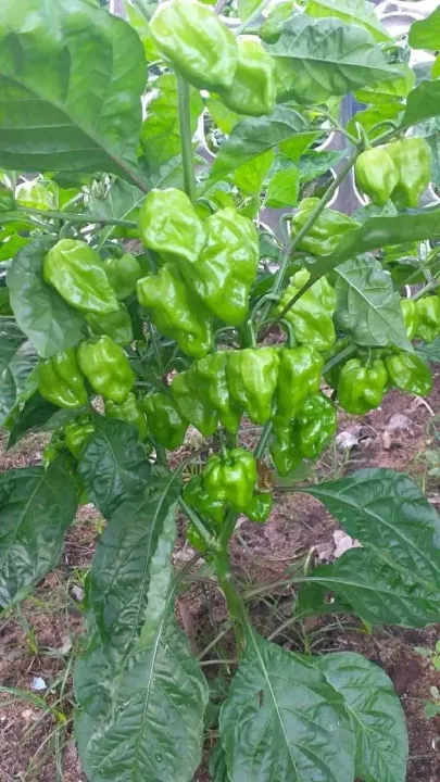 Nai%20miris%20/%20scotch%20bonnet%20darkgreen%20(seeds100)%20-%20Image%207
