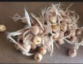 Original Germinated Saffron Bulb seeds pack of 3 saffron bulb. 