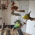 Pet Bird Wooden Perches with Hanging Rope for Birds Playing and Resting | Size 4" |. 