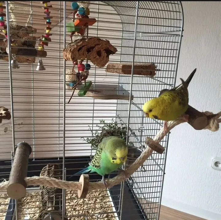 Pet%20Bird%20Wooden%20Perches%20with%20Hanging%20Rope%20for%20Birds%20Playing%20and%20Resting%20%7C%20Size%204"%20%7C%20-%20Image%204