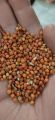 Red Sorghum Grains (Laal Jowar) (1 KG). 