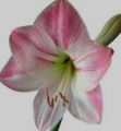 Amaryllis Plants/ Jersey Lilies/ Flowering plants. 