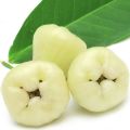 Kaha jambu yellow rose apple layer plant. 