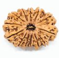 11 Mukhi Rudraksha Original/11 face rudraksha Original. 