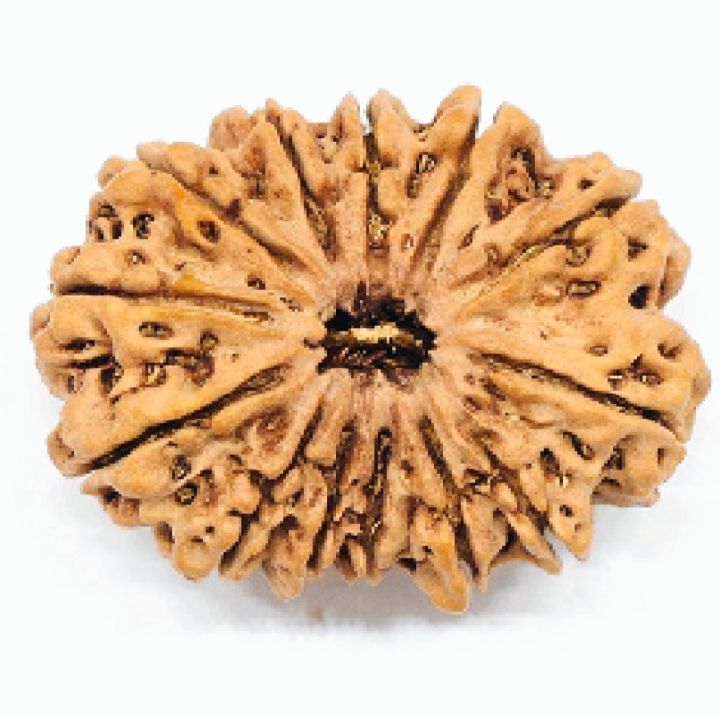 11%20Mukhi%20Rudraksha%20Original/11%20face%20rudraksha%20Original%20-%20Image%207