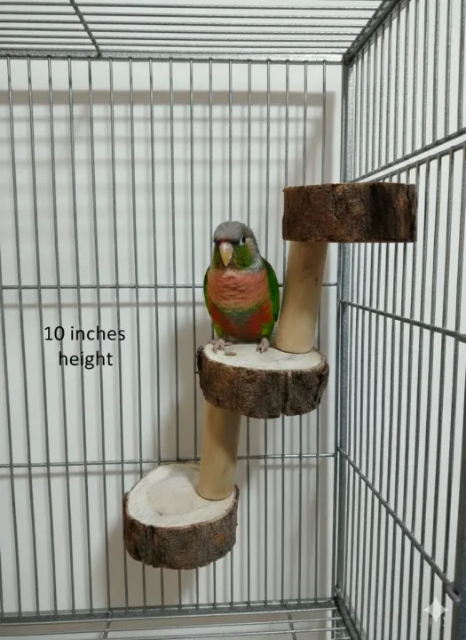 Circle Ladder Stand for Cage (Solid wood), Best for all Small Birds ...
