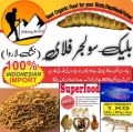 Black Soldier Flies Dried Larvae (1 Kg)  "Bsfl". 