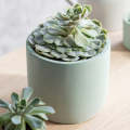 Plantable vase with a tray(2 piece combo set)Home and living room decorative.