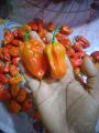 Nai miris / scotch bonnet darkgreen (seeds100). 
