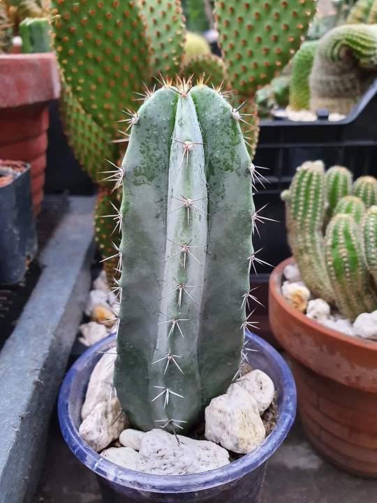 Pumice%20stone%2018-22mm%20washed%20for%20cactus%20-%20Succulent%20-%20Bonsai%20and%20Plants%20Soil%20Mix%20-%20Image%204