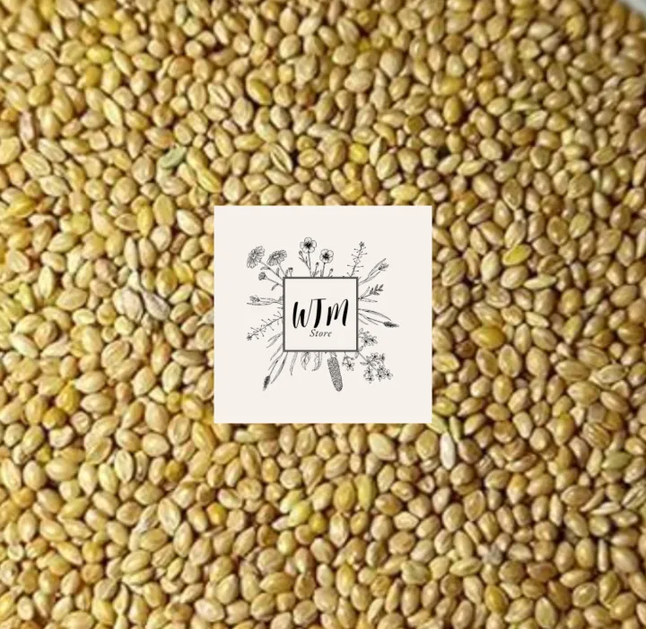 Kangni%20%7C%20Cheena%20%7C%20%7C%20bird%20food%20%20%7C%20food%20for%20birds%20%7C%20food%20for%20parrot%20%7C%20Moti%20Peeli%20Kangni%20%7C%20Millet%20%7C%20Yellow%20Millet%20%7C%20safaid%20cheena%20%7C%20Cheena%20%7C%20%20%20%DA%86%DB%8C%D9%86%D8%A7%20%7C%20%DA%A9%D9%86%DA%AF%D9%86%DB%8C%20%7C%20%DA%A9%D9%86%DA%AF%D9%86%DB%8C%20%D9%BE%DB%8C%D9%84%DB%8C%20-%20Image%203