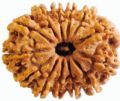 11 Mukhi Rudraksha Original/11 face rudraksha Original. 