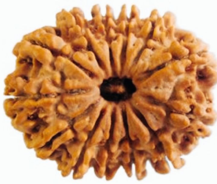 11%20Mukhi%20Rudraksha%20Original/11%20face%20rudraksha%20Original%20-%20Image%203