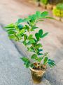 Atro Batro the most Fragrant Plant in World Ever! | Big size Original Atro batro Plant with Pot  | Not seeds | Live Atro batro | Artabotrys hexapetalus plant with pot | Plant Parlour. 