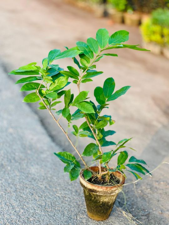 Atro%20Batro%20the%20most%20Fragrant%20Plant%20in%20World%20Ever!%20%7C%20Big%20size%20Original%20Atro%20batro%20Plant%20with%20Pot%20%20%7C%20Not%20seeds%20%7C%20Live%20Atro%20batro%20%7C%20Artabotrys%20hexapetalus%20plant%20with%20pot%20%7C%20Plant%20Parlour%20-%20Image%204