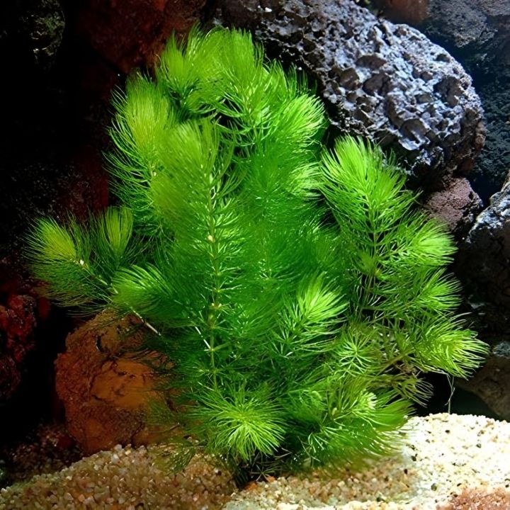 Image showcasing Freshwater Aquarium Algae Types - Your Guide To Identification And